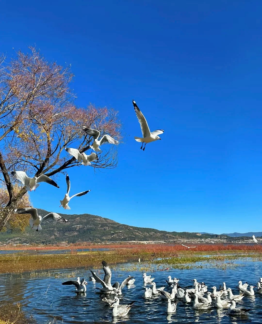 🌊冬天的拉市海美哭了！都给我冲！😍_5_社恐的小美_云南-来自52tours 我爱旅游网